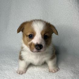 Tilly - Red female Pembroke Welsh Corgi puppy in Ocala, Florida from Osborne Corgis