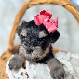 ESA Princess Leia therapy lines - Black female Miniature Schnauzer puppy in Temple, Texas from Schnauzers Of Taylor