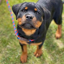 Rottweiler Puppies from Gottlïchen Rottweilers