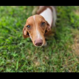 Lulu - Dachshund