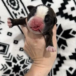 Kickin Roosters Katniss (Dk. Pink Collar) - Brindle female Boxer puppy in Alpine, New York from Kickin Rooster AKC Boxers