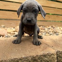 Solid Gray Female 3 - Gray female Cane Corso puppy in Knoxville, Tennessee from Crowned Corso
