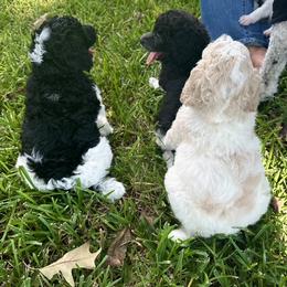 Poodle Puppies from Alysia Saleice Estes