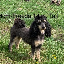 Freeda - Poodle