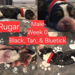 Rugar Red Male - Black tan and bluetick male Beagle puppy in Bemidji, Minnesota from Nse Farms Beagles