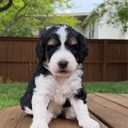Faye - Tri-color female Bernedoodle puppy in Fishers, Indiana from Fishers Bernedoodles