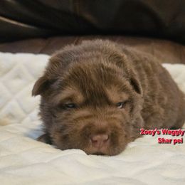 Will - Brown male Chinese Shar-Pei puppy in Minden, Louisiana from Zoey's Waggly Tails