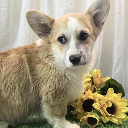 Boy 1 - Red male Pembroke Welsh Corgi puppy in Moulton, Alabama from Reed's Pembroke Corgi Welsh