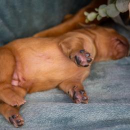 Golden Retriever Puppies from Earley Goldens