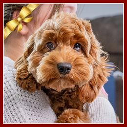 Dulce - Red female Cockapoo puppy in Connersville, Indiana from Deaz Doodle Ranch