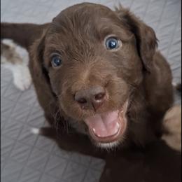Aussiedoodle and Miniature Australian Shepherd Puppies from Aussies Acre