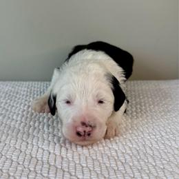 Corn Dog - Black and white male Sheepadoodle puppy in Adams, Nebraska from Boxcar Doodles and Poodles
