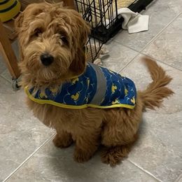 Goldendoodle Puppies from Melodies Daytona Doodles