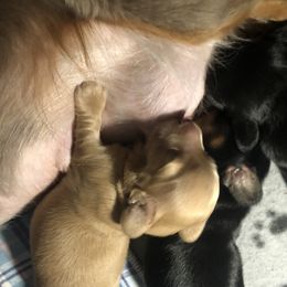 Dachshund Puppies from Primo Dachshunds