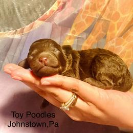 Poodle Puppies from Tiny Toy Poodles