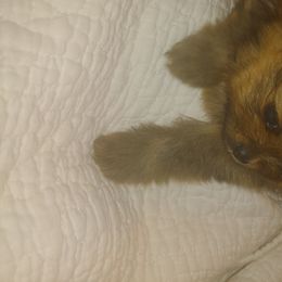 Pomeranian and Pomsky Puppies from Stonehill Breeders