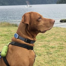 Murphy - Vizsla