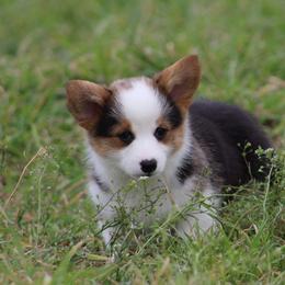Cardigan Welsh Corgi and Pembroke Welsh Corgi Puppies from QueenE Corgi Farm