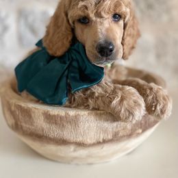 Bernedoodle, Goldendoodle, and Poodle Puppies from Central Valley Canine Companions