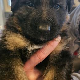 Mr Green - Black and red male German Shepherd puppy in Newaygo, Michigan from Sterley Shepherds