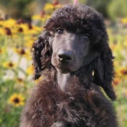 Poodles from Lyrical Lane