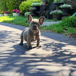 Stich - Blue male French Bulldog puppy in Millstone Township, New Jersey from Couture_frenchies_and_pomeranian