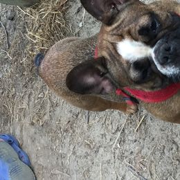 French Bulldogs from Frenchy’s Nest