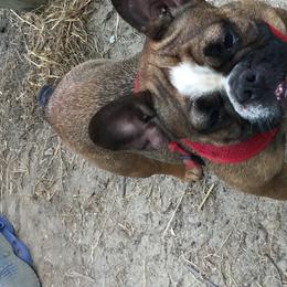 French Bulldogs from Frenchy’s Nest