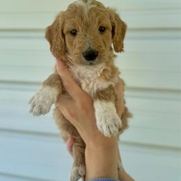 Taffy - Apricot female Goldendoodle puppy in Kenansville, North Carolina from J+A Family Doodles