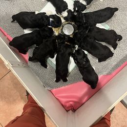 Portuguese Water Dog Puppies from Aguas De Seda PWD