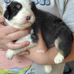 JULIA - Black tri-color female Australian Shepherd puppy in Elk Creek, Missouri from Hearts on Fire Australian Shepherds