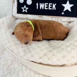 Lemon - Red  male Poodle puppy in Florida from Adorable Toy-Miniature Poodles