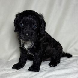 Bowser - Black male Cockapoo puppy in Bronson, Florida from Tabler Family Puppies