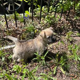 Jamie - Wheaten male Cairn Terrier puppy in Rockford, Illinois from Fae Hallow