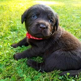 Labrador Retriever Puppies from Cove Labradors