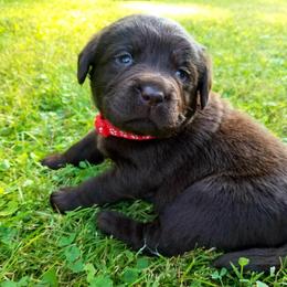 Labrador Retriever Puppies from Cove Labradors