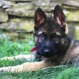 German Shepherd Puppies from vom Grenze Stadt German Shepherd Dogs