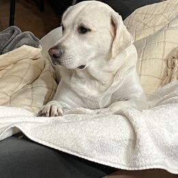 Kona - Labrador Retriever