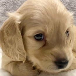 Dachshunds from Bourbon Barrel Ridge Doxies