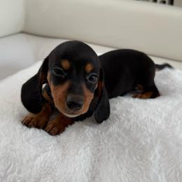 Puppy number one, Shiba - Black and cream male Dachshund puppy in Spokane, Washington from Dearhaven Doxie