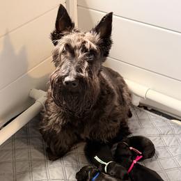 Hot Pink Collar - Black female Scottish Terrier puppy in Puyallup, Washington from Rainier Scotties