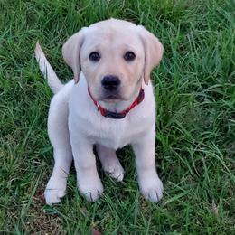 Labrador Retriever Puppies from Trust in the Lord Labradors