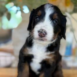 Adele - Tri-color female Bernedoodle puppy in Yuciapa, California from AlltheDoodlez_