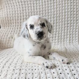 Bailey - LUA long coat - White and black female Dalmatian puppy in Jefferson, Georgia from Spotted Jewels Dalmatians
