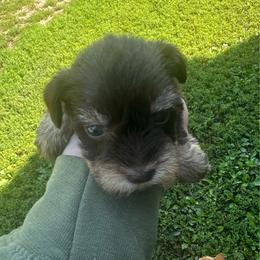 Girl 2 - Liver female Miniature Schnauzer puppy in West Point, Nebraska from Canyon Rose Schnauzers