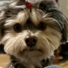 Havanese from Rose Hill Havanese