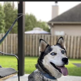 Siberian Husky Puppies from K & Zs Wolfgang Huskies