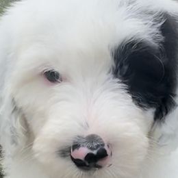 Goldendoodles and Sheepadoodles from Peak Pups