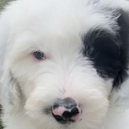 Goldendoodles and Sheepadoodles from Peak Pups