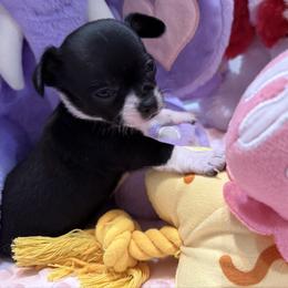 Queen - Black and white female Chihuahua puppy in Amity, Pennsylvania from Rhoda and Verna